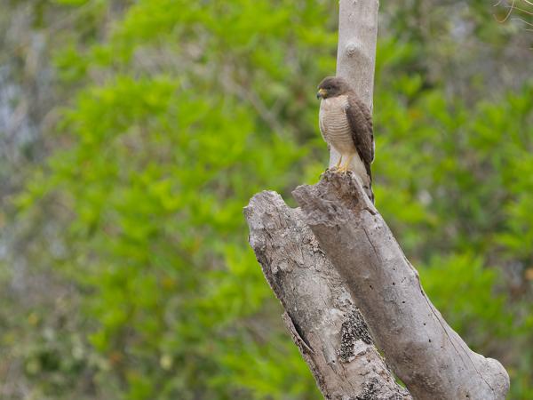 Wegbuizerd (Rupornis magnirostris)